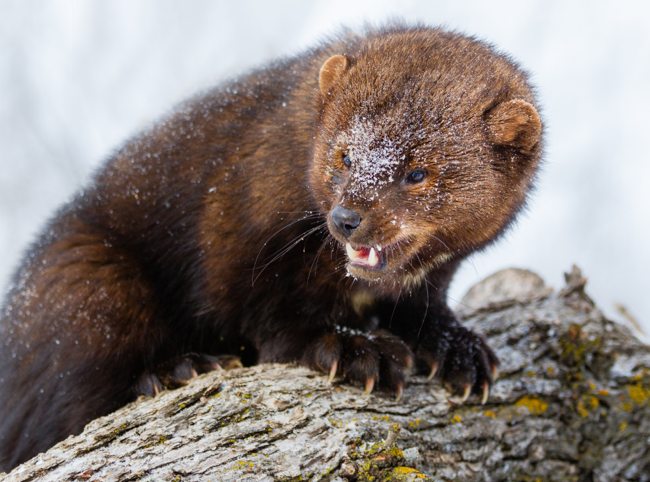 fishercat